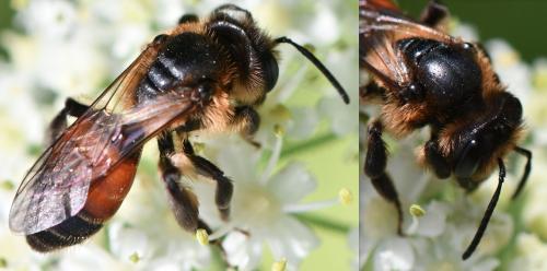 Andrena rosae